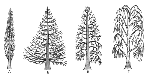Различные формы кроны у  листопадных деревьев