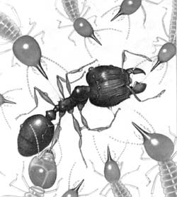 Группа термитов Trinervitermes bettonianus пытается обезвредить вторгшегося в их владения большеголового муравья Pheidole megacephala.