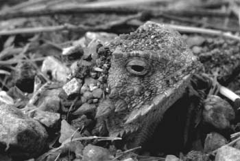 Одна из рогатых ящериц замаскировалась с помощью мелких камешков и песка