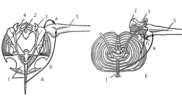 Грудная клетка и 
передняя конечность птицы (А) и летучей мыши (Б) (вид спереди)