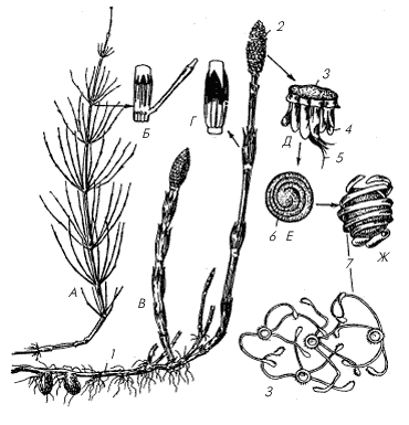 Рис. 4. Хвощ полевой (Equisetum arvense)