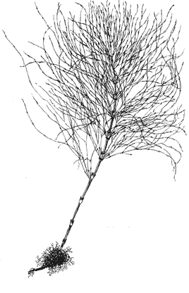 Рис. 7. Хвощ луговой (Equisetum pratense Ehrh. )авт. рис. Шикина А.В.