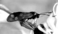 Пестрянка лабазниковая (Zygaena filipendula) – ее полет сопровождается равномерно частыми взмахами крыльев
