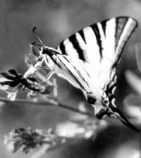 Подалирий (Iphiclides podalirius) – бабочка с парящим полетом