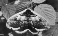 Павлиноглазка грушевая (Saturnia pyri). Во взрослом состоянии эта бабочка не питается