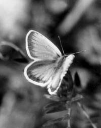 Бабочка из семейства голубянок (Lycaenidae). Гусеницы некоторых видов этих бабочек – хищники
