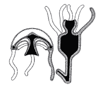 Рис. 2. Сходство строения гидроидного полипа и гидромедузы
