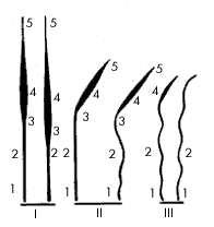 Схематическое изображение основных категорий волос