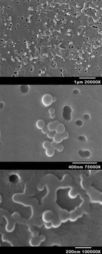 Рис. 4. Культура Nanobacterium sanguineum