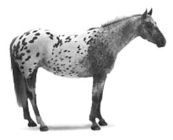Аппалузская лошадь характерной чубарой масти была любимым скакуном индейцев