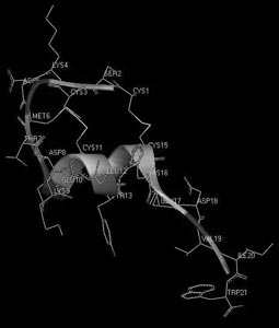 Рис. 16. Пространственная структура сарафотоксина 6b израильской змеи Atractaspis engaddesis