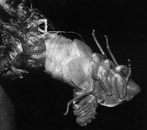 Высвобождение цикады из последней личиночной оболочки
