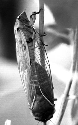 Спаривающиеся цикады