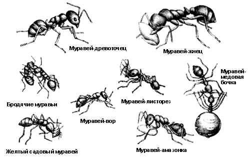 Разные виды муравьев