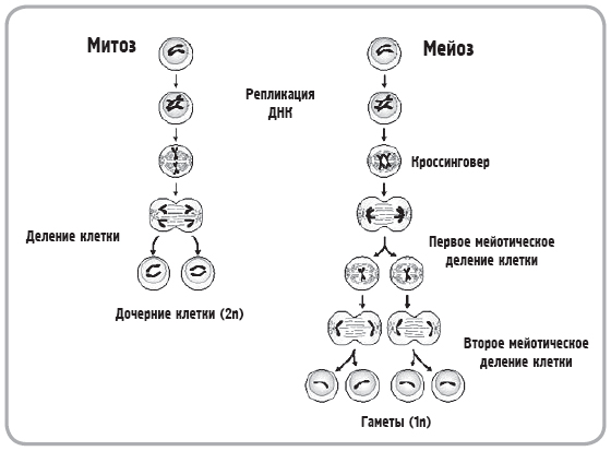 Схема трехкратного деления клетки